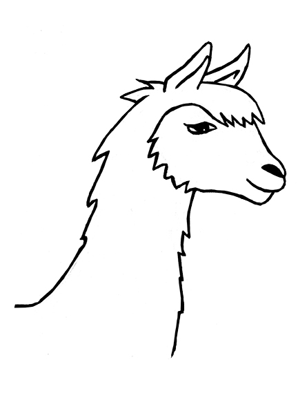 Alpakas ganz nah erleben 2