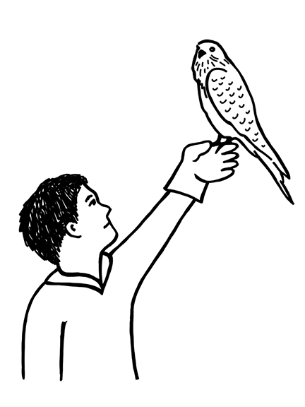 Greifvögel hautnah erleben