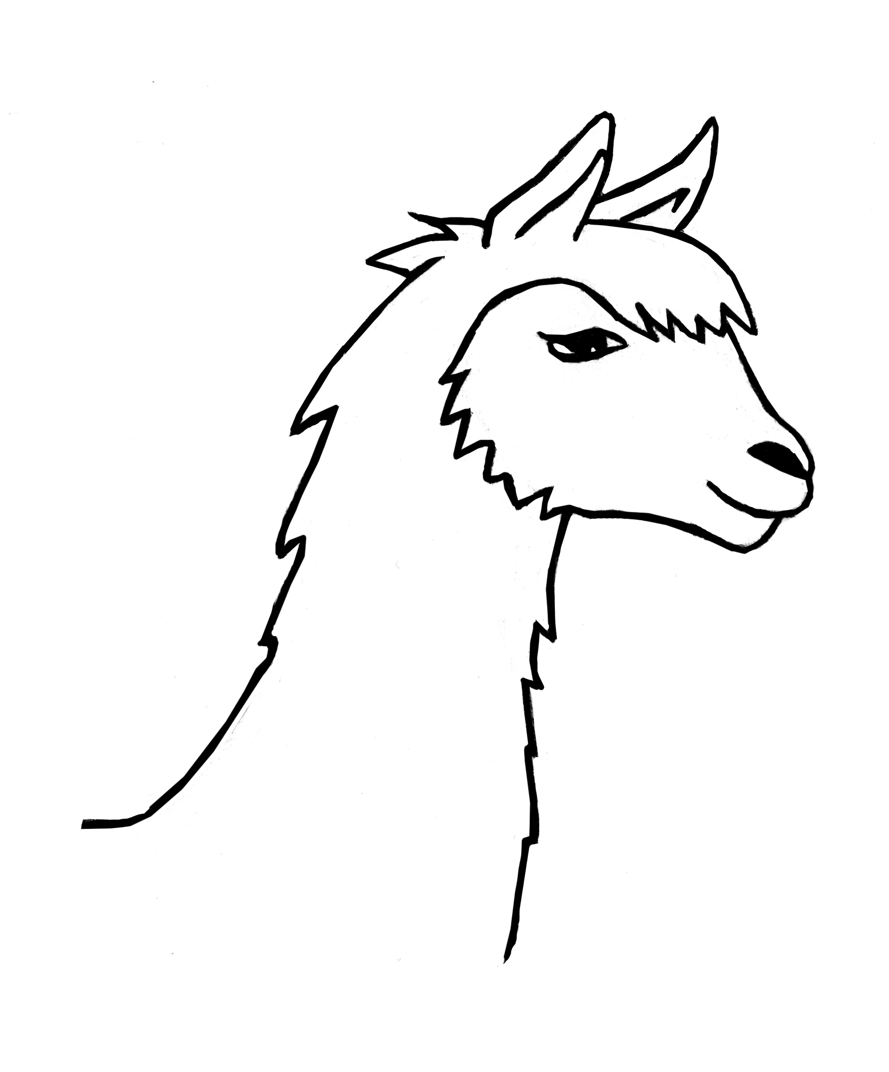 Alpakas ganz nah erleben